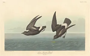 Least Stormy Petrel, 1836. Creator: Robert Havell Least Stormy Petrel, 1836. Creator: Robert Havell