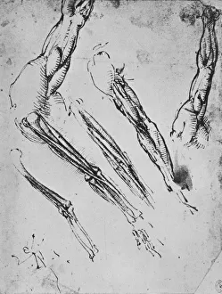 Renaissance Anatomical Drawings Prints: Six Studies of an Arm Showing in Three Cases the Bones