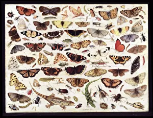 Study of butterflies and other insects. Artist: Kessel, Jan van, the Elder (1626-1679) Study of butterflies and other insects. Artist: Kessel, Jan van, the Elder (1626-1679)