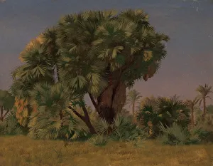 French Oil On Canvas Art Prints: Study of Palm Trees, probably 1868. Creator: Jean-Leon Gerome