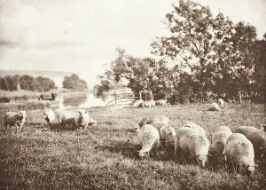 Rural Life In England Prints: A Study Of Sheep, Printed 1889-1891. Creator: J. B. B. Wellington