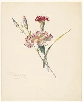 Study Sheet with Carnations Print, 1824-1900