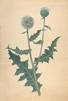 James Sowerby's Study of a Thistle Print, circa 1822