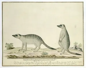 Meerkats Print, Robert Jacob Gordon, 1777-1786