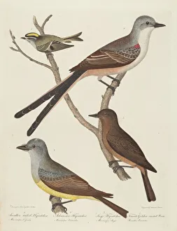 Swallow-tailed Flycatcher, Arkansas Flycatcher, Say's Flycatcher, and Female...Wren Swallow-tailed Flycatcher, Arkansas Flycatcher, Say's Flycatcher, and Female...Wren