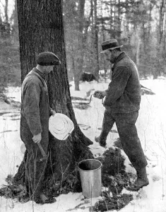 Monochrome Nature Photography Prints: Tapping for maple syrup, Canada, 1936. Artist: Canadian Government