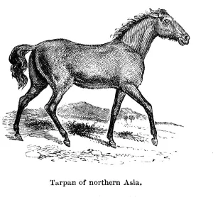 Tarpan Print, 1850