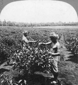 A tea plantation, Java, Indonesia, 1902.Artist: CH Graves A tea plantation, Java, Indonesia, 1902.Artist: CH Graves