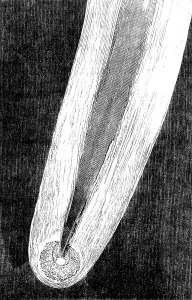 Natural Phenomena In Art Prints: Telescopic Appearances of Donati's Comet