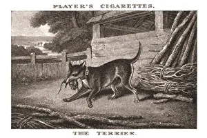 Samuel Howitt Artwork Prints: The Terrier, (1924). Creator: Unknown