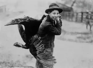 Heritage Images Print: Thanksgiving Turkey, c1910-1915
