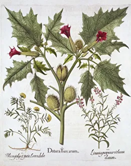 Datura Turcarum Print from Hortus Eystettensis