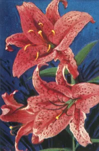 Cigarette Card Album Prints: Tiger lily, c1928. Creator: Unknown