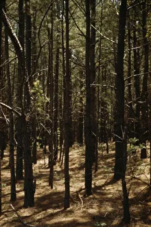 Timber Reforestation Print, Maryland 1941-42
