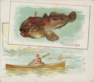 Toadfish, from Fish from American Waters series (N39) for Allen & Ginter Cigarettes Toadfish, from Fish from American Waters series (N39) for Allen & Ginter Cigarettes
