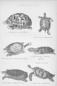 William Mackenzie Prints: Tortoise, 1885
