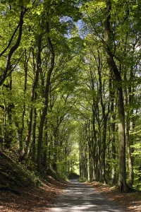 Peak District Landscape Prints: Tree-lined road, Castleton, Derbyshire