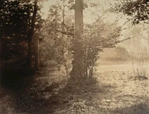 Black And White Forest Landscape Prints: Tree Study, Forest of Fontainebleau, ca. 1856. Creator: Gustave Le Gray