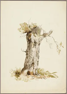 English Heritage Art Collection Prints: Tree Trunk I, n.d. Creators: Unknown, William Callow