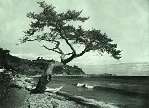 Herbert Ponting's "The Tree and the Wave" Print, 1910