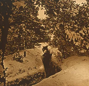Trench Life In WWI Prints: Trenches under fir trees, c1914-c1918