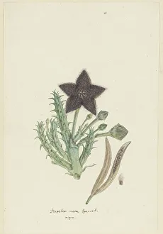 Tridentea gemmiflora Print, 1777-1786