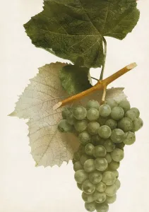 Vintage Fruit Photography Prints: Triumph, 1908