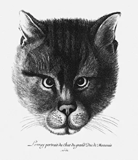 True picture of the Cat of the Tsar Alexis I Mikhailovich of Russia. Artist: Hollar, Wenceslaus (1607-1677) True picture of the Cat of the Tsar Alexis I Mikhailovich of Russia. Artist: Hollar, Wenceslaus (1607-1677)