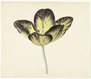 Rijksmuseum Heritage Images Prints: Tulip called Bizard Egiptienne, 1741-1795. Creator: Cornelis van Noorde