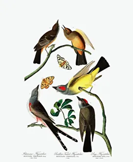 John James Audubon Engravings Prints: Three Varieties of Flycatcher, 1845