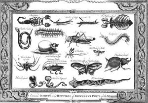 Various Insects and Reptiles of Different Parts of the World'. Artist: W Grainger Various Insects and Reptiles of Different Parts of the World'. Artist: W Grainger