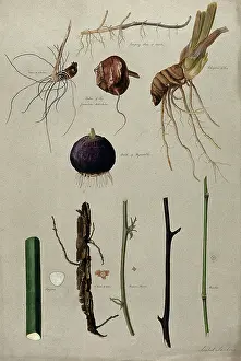 Natural History Museum Artwork Prints: Various stem forms, including bulbs and roots, c1900. Creator: Isabel Sawkins
