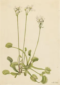 Venus Flytrap Print, 1918