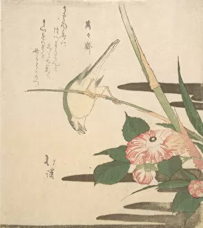 Warbler and Camellia, ca. 1815-20. Creator: Totoya Hokkei