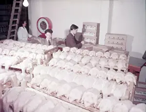 Arthur Charles Kirby Ware Photos Prints: Weighing, grading and packing ducks