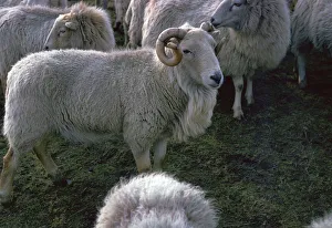 Welsh Mountain Ram Print - Brecon Beacons Landscape