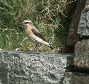 Wheatear Print (Oenanthe Oenanthe)