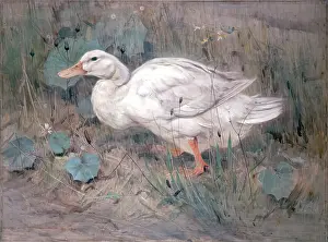 Aberdeen Archives Collection Prints: A White Duck. Creator: Edwin Alexander