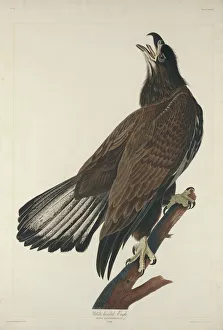 Hand Colored Engraving Art Prints: White-Headed Eagle, 1832. Creator: Robert Havell