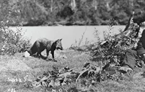 Wild Fox Print, Early 20th Century