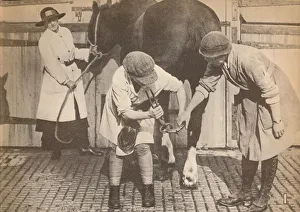 Women as farriers in the horse hospital of a big firm of haulage contactors, c1916, (1935) Women as farriers in the horse hospital of a big firm of haulage contactors, c1916, (1935)
