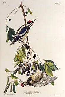 The yellow-bellied sapsucker. From The Birds of America , 1827-1838. Creator: Audubon The yellow-bellied sapsucker. From The Birds of America , 1827-1838. Creator: Audubon