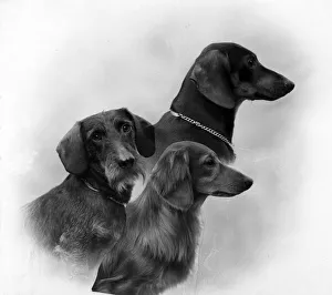 Fall/Dachshund/1946 Fall/Dachshund/1946