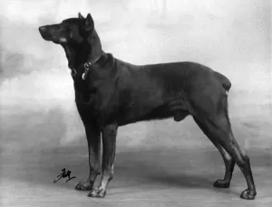 1940 Print of a Dobermann Profile