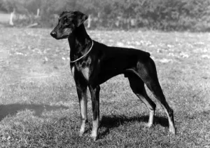 Thomas Fall Photography Prints: Fall / Dobermann / 1975