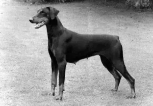 Thomas Fall Dobermann Prints: Fall / Dobermann / 1983