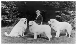 Prints of Madame J. Harper Trois Fontaine with three of her huge dogs: Tudwick Cheyenne, Edis de Fontenay and Bazil de Fontenay Images Dated 2007: Fall Pyrenean Mountain Madame J. Harper Trois Fontaine Print with Dogs