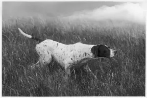 Prints of BANCHORY RITA Owned by Lorna Countess Howe. Photographed at work Rita Prints: FALL / POINTER Print 1938 BANCHORY RITA