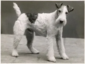 Fall Wire Fox Terrier Print