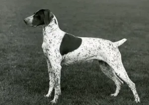 Prints of EVERSERVE RENATE Owned by Mr R. H. Stevens. Date of birth: 18.9.59 Bitch Date: 1963 Pointer Prints: Fall German Pointer Print 1963